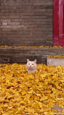 С˼